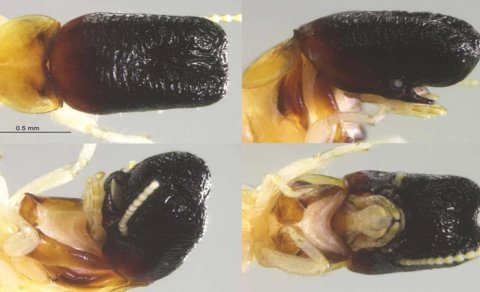 Unikal kəşf: Alimlər "balina başlı" qeyri-adi həşərat kəşf etdi