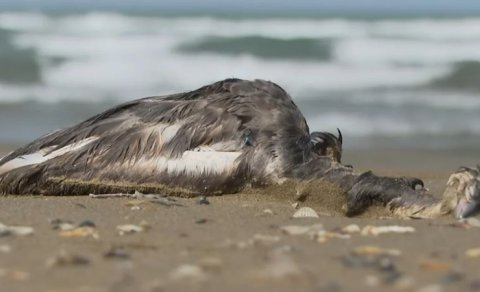 Xəzər sahilində quşlar kütləvi şəkildə niyə ölür? - VİDEO