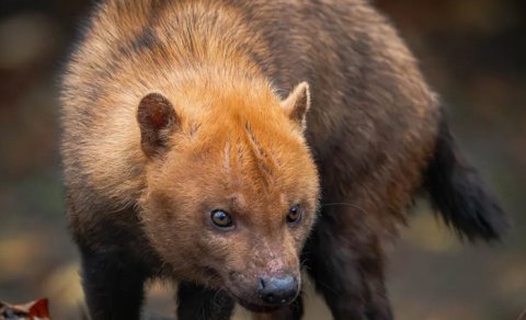Oyuncaq ayıya bənzəyir, quş kimi cikkildətir: Amazon cəngəlliklərində yaşayan qəribə vəhşi