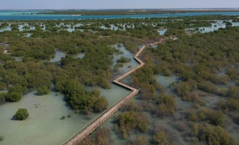 Manqrov meşələrində oksigen azalır: Alimlərdən ciddi nəticələr barədə xəbərdarlıq
