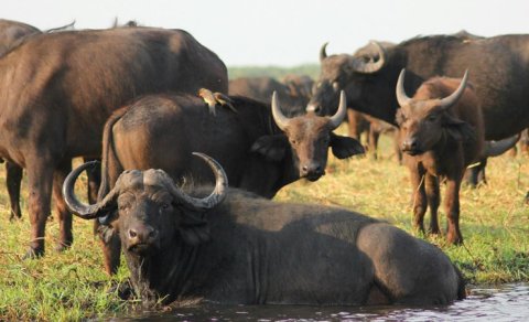 Camış və bizon: Bu 1000 kiloqramlıq nəhənglər arasındakı fərq nədir?