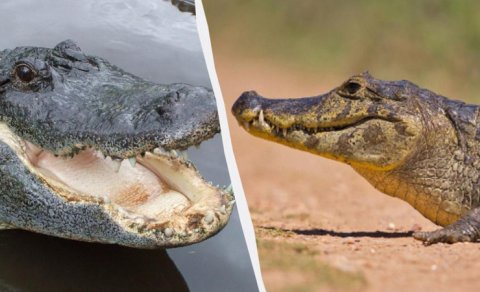 Yer üzündə təkcə bir yerdə timsahlar və alliqatorlar yan-yana yaşayır