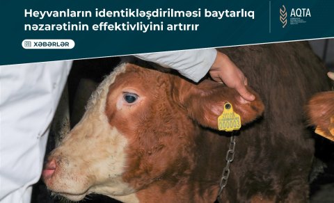 Heyvanların identikləşdirilməsi baytarlıq nəzarətinin effektivliyini artırır