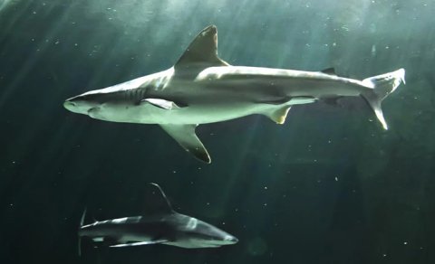 Bu köpəkbalıqları dostlaşa və "narahat" fərdlərdən uzaq qala bilir - TƏDQİQAT