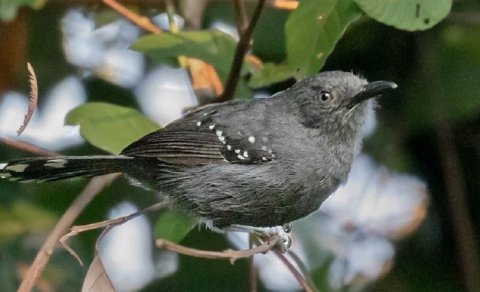 Əslində onlar bir deyil, beşdir: Alimlər Amazon quşları barədə sensasion kəşf etdi