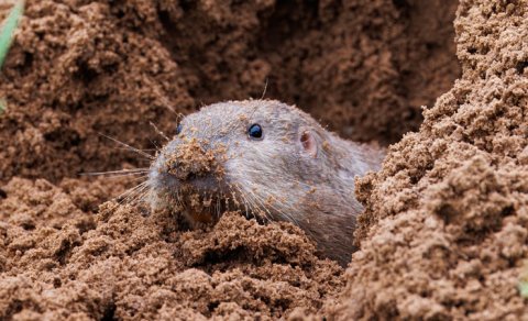 43 il əvvəl alimlər sincabları vulkana buraxmışdı: Nəticə nə oldu?