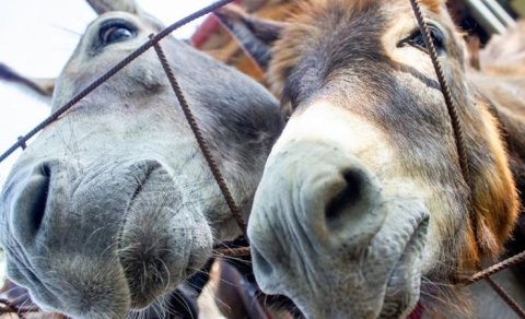 Ən çox və az eşşəyi olan rayonlar - SİYAHI