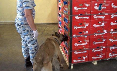 "Kahı" yükünün içərisində 56 kq marixuana aşkarlandı