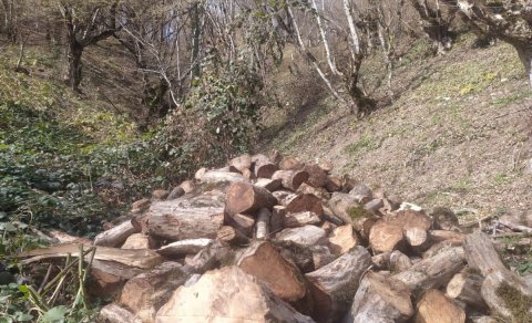 Təbiətə 6 min manata yaxın ziyan vuruldu - Saxlanılan var