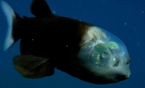 Əbədi qaranlıqda unikal görmə qabiliyyətinə malik balıq tapıldı