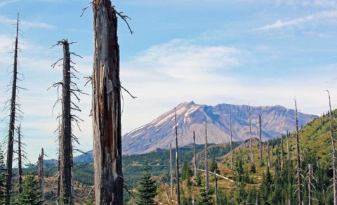 Vulkanın yandırdığı torpaq təcrübədən sonra canlandı: 40 mindən çox bitki bitir