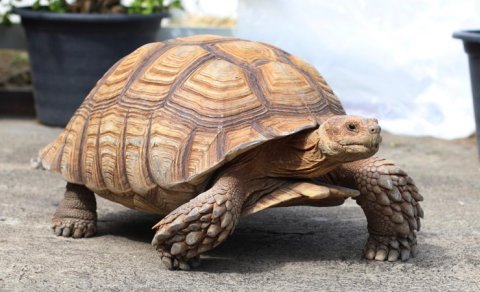 Tısbağalar asteroidlə toqquşmadan necə sağ çıxıb?