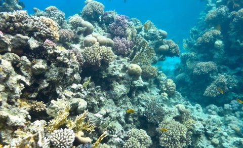 Kraterdə vulkanda 2000 illik "canavar" tapıldı: Dünya rekordlarından üç dəfə böyükdür