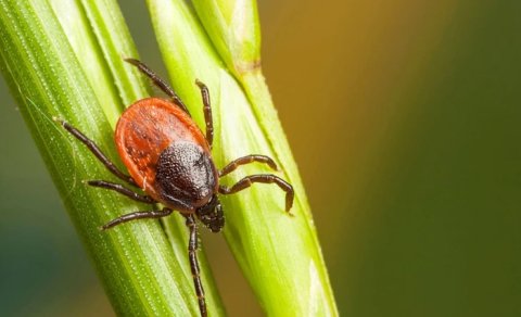 Evdəki gizli təhlükə: Gənələrin otaqlardakı ömrü təəccübləndirdi