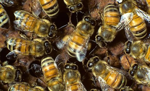 Alimlər arı yuvasının içinə baxdılar - Gördüklərinə heyran qaldılar