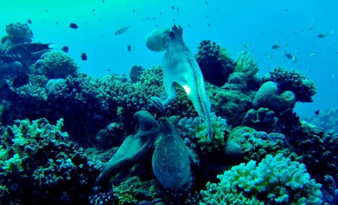 Suyun altında yüksək intellektə malik canlılar yaşayır