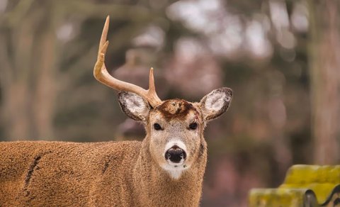 Marallar hər il buynuzlarını tökür: Niyə onları götürmək olmaz?