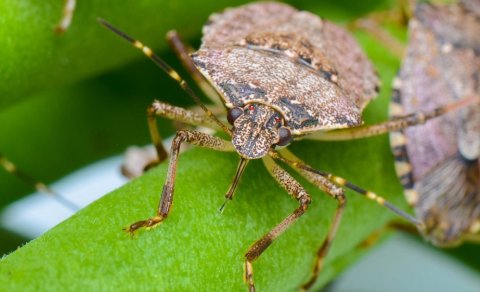 Qəhvəyi mərmər bağacığının yayılma riskinin azaldılması üçün qabaqlayıcı tədbirlər gücləndirilib
