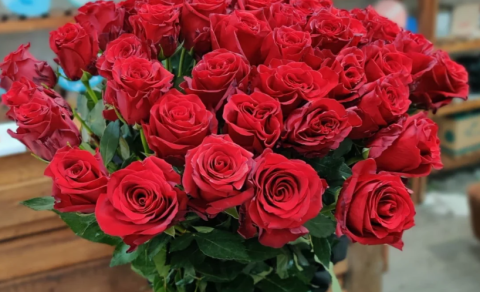 Azərbaycan Niderlanddan qızılgül idxalını artırıb