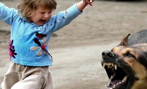 Biləsuvarda iki həftədə 26 nəfəri it dişləyib - 9-u uşaqdır