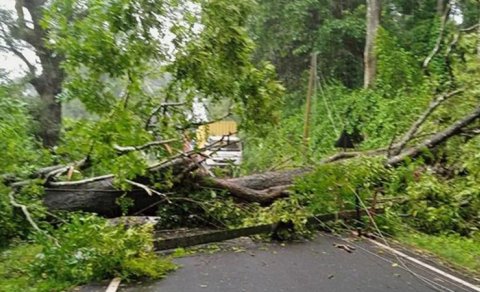 
Paytaxtda ağac aşdı, yol bağlandı