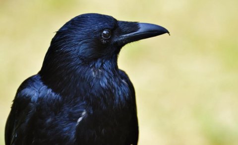 Alimlər: Qarğalar çox çətin zəka testində meymunları üstələyir