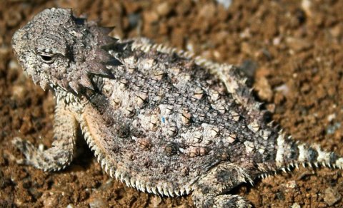 Qanla yırtıcıları qorxudur: Buynuzlu kərtənkələ gözlərindən qan püskürür