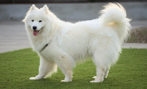 Bəzi itlərdə musiqi qabiliyyəti kəşf edildi: Səslərini melodiyaya uyğunlaşdırırlar