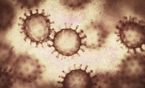 Viruslar bir-birinin "danışıqlarını eşidir", bəzən isə yalan danışırlar: Bu, niyə baş verir?