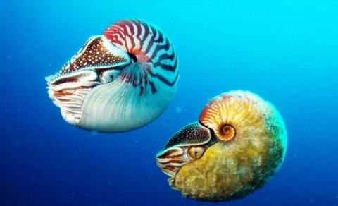 Dinozavrlardan daha qədimdirlər, okeanda gizlənirlər: "Canlı fosillər"in sirri açıldı