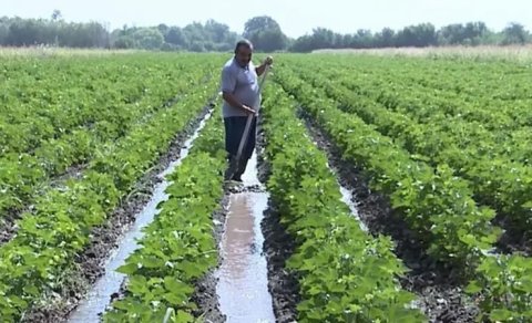 İntensiv yağışlar aqrar sektorda məhsuldarlığa necə təsir edəcək?