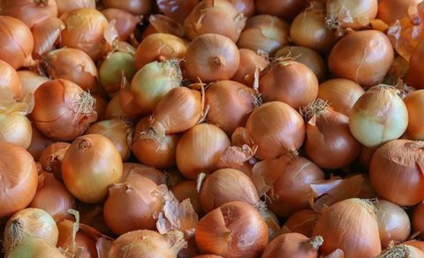 Soğan su qiymətinə satılır