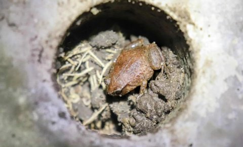 Tropik meşədə 30 kiçik beton "mənzil" peyda olub: Orada nadir heyvanlar var