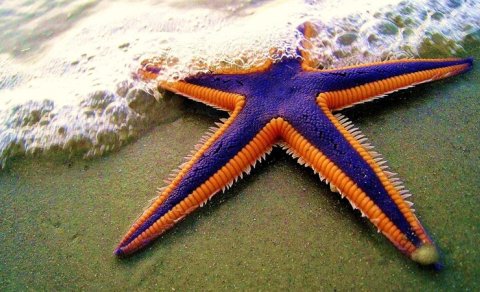 Okeanda beş ətrafı olan və başsız qəribə canlılar yaşayır: Haqqında nə məlumdur