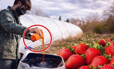 Azərbaycanda çiyələyə zəhərli maddələr qatılır? - Dəhşətli görüntülər