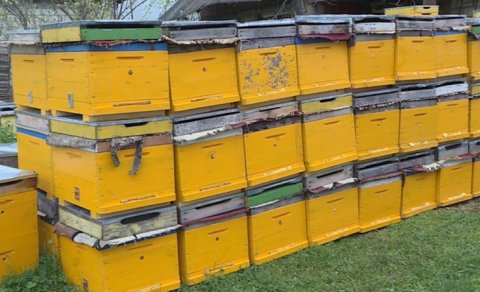 Azərbaycana xaricdən gətirilən arılar risk yaradır - Arıçılardan həyacan təbili