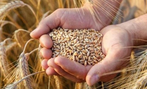 Bu il ölkəmizdə neçə hektar sahədə taxıl əkilib? - Rəsmi açıqlama