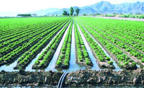 Aqrar sektorda "yağış sınağı"