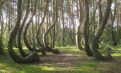 Bu meşədə 400 ağac eyni istiqamətə əyilib: Səbəbi hələ də məlum deyil - FOTO