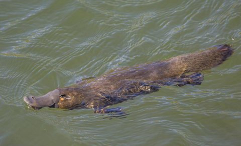 Yumurta qoyan, südünü "tər kimi ifraz edən" və gözlərini bağlayaraq ovlanan məməli