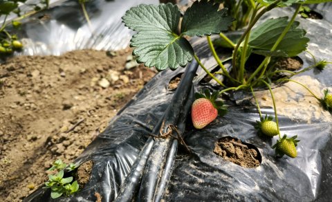 Lənkəranda çiyələk və kartof istehsalçıları və ixracatçıları ilə görüş keçirilib