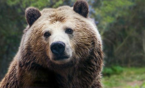 Ovçuluqdan vegetarianlığa: Getdikcə daha çox ayı bitki mənşəli qidaya keçir