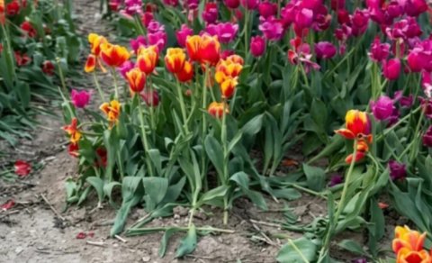 Gözəl kadr axtaranların mədəniyyətsizliyi...