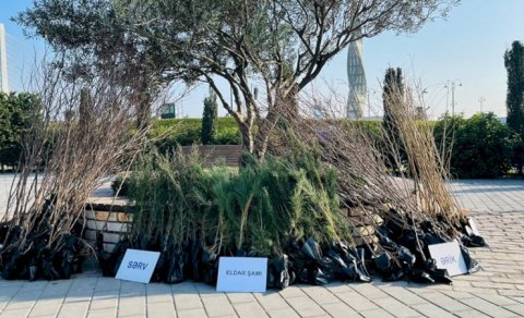 Ağac tingləri niyə fantastik dərəcədə bahadır?