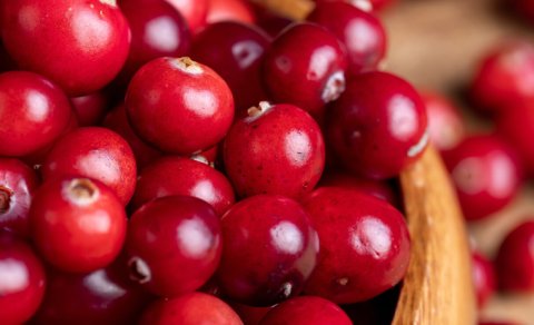 Zoğal diş çürüməsi və diş əti iltihabı riskini azaldır.