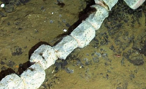 Okeanın dibində "böyük tapıntı": Sümük yeyən &ldquo;zombi&rdquo;lər aşkarlandı