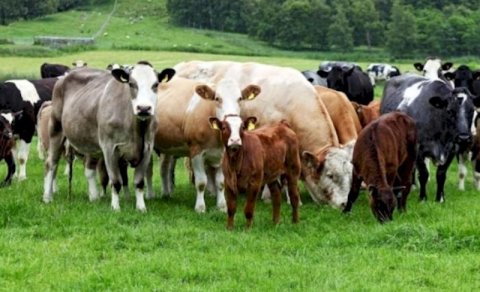 Azərbaycan mal-qara idxalını kəskin azaldıb