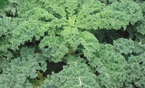 Bu tərəvəz müharibə vaxtı yaponları aclıqdan xilas etdi: İndi superqida hesab olunur