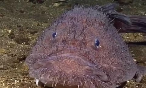 Okeanın ən qorxulu balıqlarından biri gözlənilməz şəkildə təkamül edib