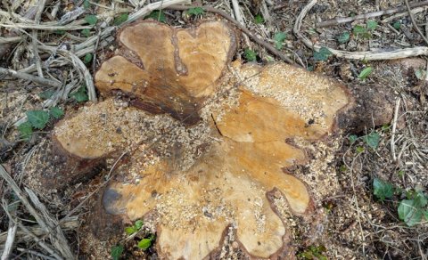 Oğuzda qızılağaclar kəsildi: Saxlanılanlar var - FOTO